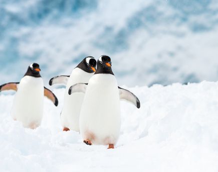 Pinguine laufen durch den Schnee 