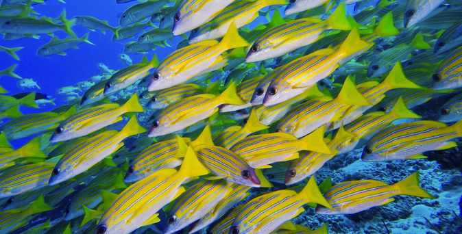Blaustreifen-Schnapper, Lutjanus kasmira, Nord-Ari-Atoll, Malediven