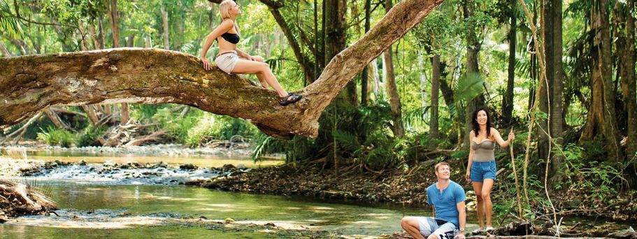 Tropische Pflanzenwelt im Daintree-Regenwald 