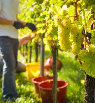 Wanderurlaub und Weinrouten Urlaub Deutschland Weinlese