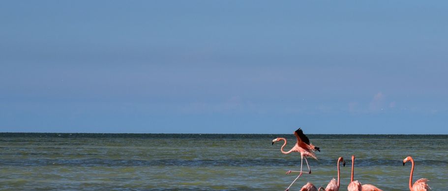 Flamingos