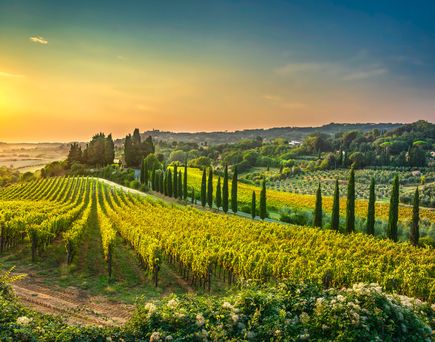 Landschaft in der Toskana in Italien mit Weinbergen und grüner Landschaft