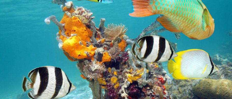 Unterwasserwelt Isla Cozumel