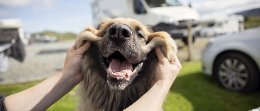 Hund vor Wohnmobil