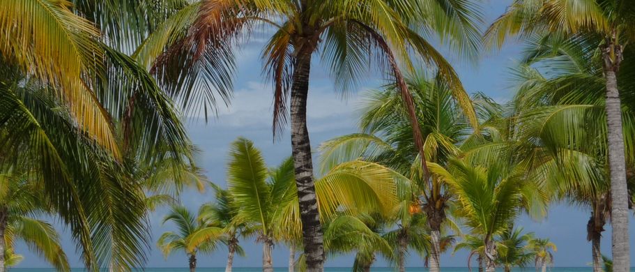 Palmen Isla Cozumel