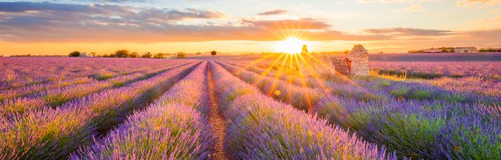 Ein Lavendelfeld bei Sonnenuntergang.