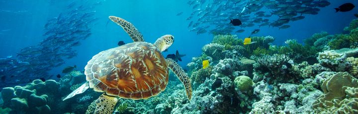 Die bunte Unterwasserwelt vom Great Barrier Reef
