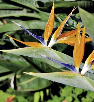 Eine leuchtend orangefarbene und blaue Paradiesvogelblume inmitten grüner Blätter.