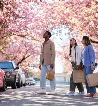 Cherry Blossom Street