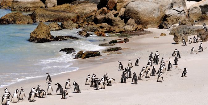 Pinguine am Kap der guten Hoffnung