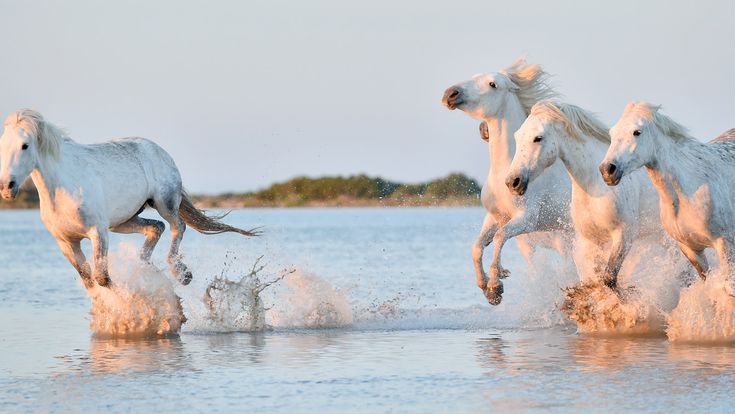 Eine Reihe von Skulpturen von Schafen, die aus einem Wasserloch trinken, mit einer Person im Hintergrund. Die Szene ist surreal und künstlerisch.
