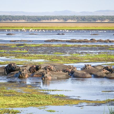 Der iSimangaliso Wetland Park wird unter anderem von Nilpferden und Flamingos bevölkert