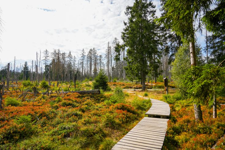 Landschaft am Torfhauser Moor im Nationalpark Harz