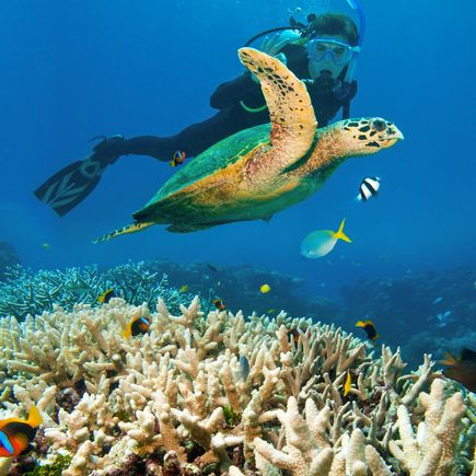 Camper Australien Urlaub Reisen Taucher mit Schildkröte und Korallen