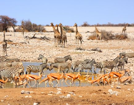 Wasserloch Etosha