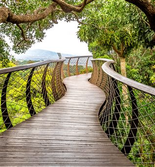 Kirstenbosch Nationalpark Hängebrücke