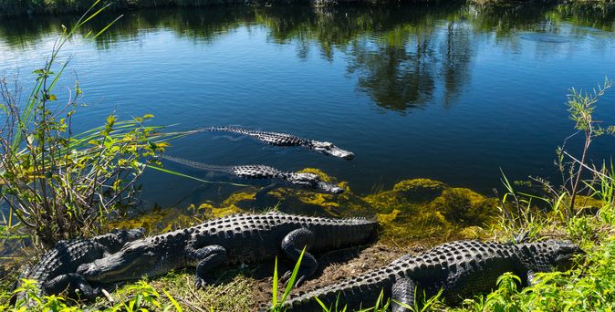 Everglades Nationalpark Alligatoren