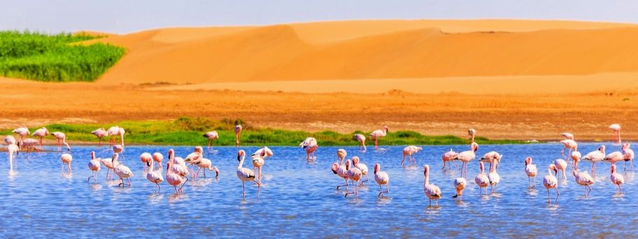 Flamingos Kalahari Wüste