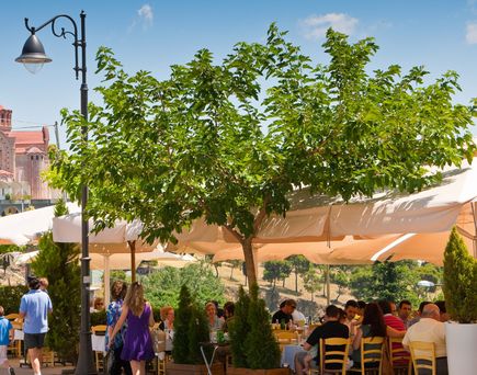 Eine Landschaft mit einem Baum und Gebäuden.