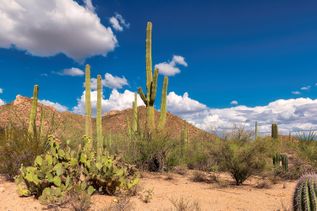Eine malerische Wüstenlandschaft in Arizona mit riesigen Saguaro-Kakteen und tiefblauem Himmel.