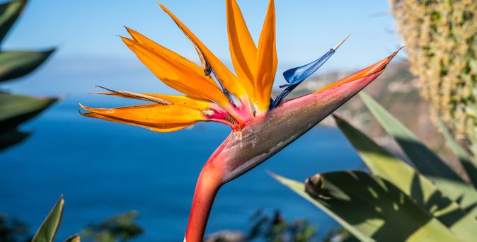 Eine Paradiesvogelblume mit orangefarbenen und blauen Blütenblättern.