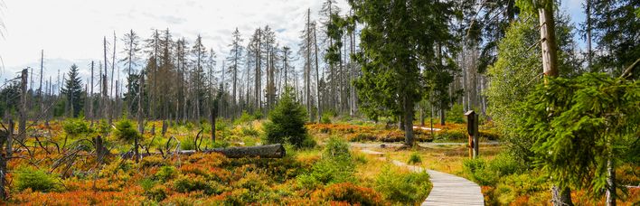 Landschaft am Torfhauser Moor im Nationalpark Harz