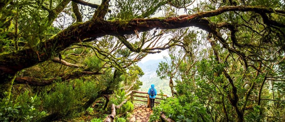 Garajonay Nationalpark, La Gomera