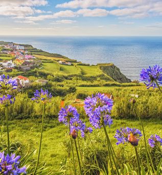 Blaue Blumen über der hügeligen Landschaft