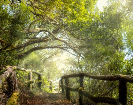Verwunschener Wanderweg auf La Gomera. Kleiner Weg, Holzgeländer, im zugewachsenen Wald.