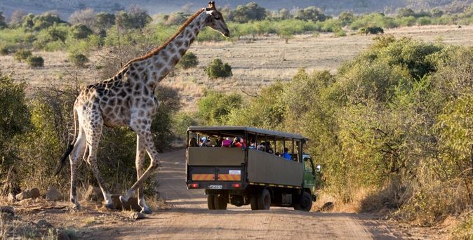 Giraffe hinter Safari Fahrzeug in Südafrika
