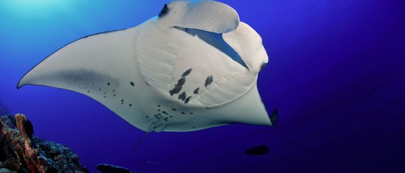  Mantarochen