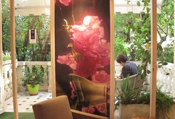 Hotel, Le Windsor, Jungle Art Hotel