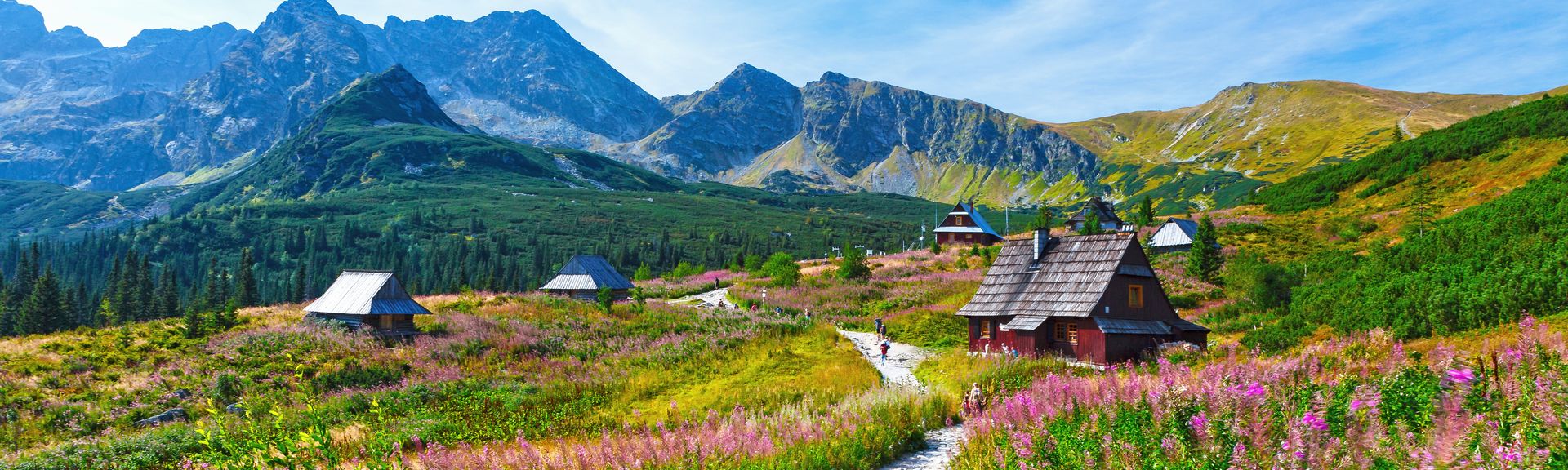 Landschaft mit Blüten und Hütten im Hintergrund Berge imGasienicowa-Tal im Tatra-Gebirge, Polen