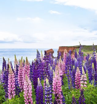 LAndschaft mit blühenden Lupinen in verschiedenen Rosa und Lilatönen, Meer im Hintergrund