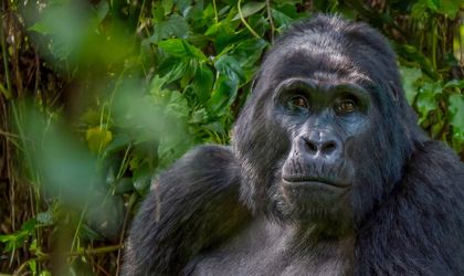Ein Gorilla mit ernstem Ausdruck, der inmitten von grünen Blättern sitzt.