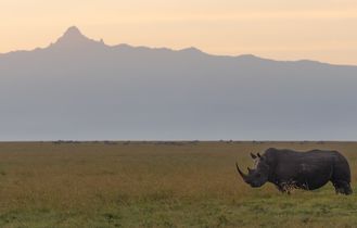 Panorama Blick auf den Mount Kenya davor ein Nashorn