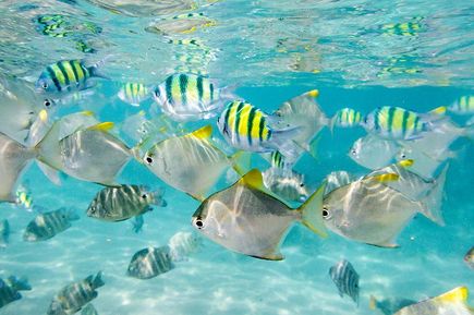 Eine lebendige Unterwasserwelt mit bunten Fischen, die in einem Korallenriff schwimmen. Das Wasser ist klar und hellblau, und die Szene ist voller Leben.