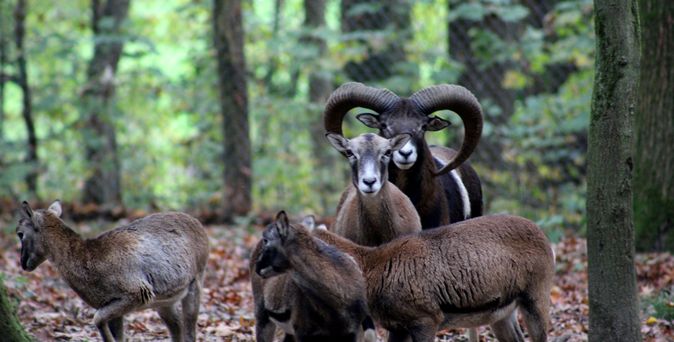 Eine Gruppe Europäischer Mufflons steht auf einem Waldboden, umgeben von Bäumen und Blättern, wobei ein Tier mit großen, gebogenen Hörnern im Vordergrund zu sehen ist.