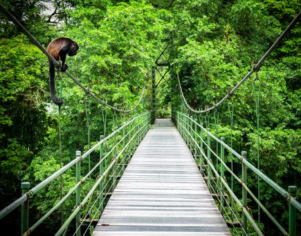 Holz-Hängeseilbrücke durch den Urwald, üppige grüne Vegetation