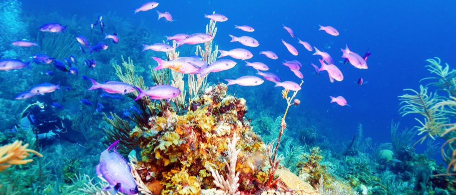 Bunte Fische schwimmen in einem Korallenriff.