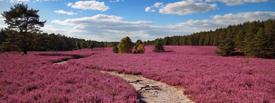 Lueneburger Heide