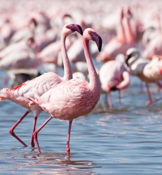 Flamingos im Naturschutzgebiet Poda 