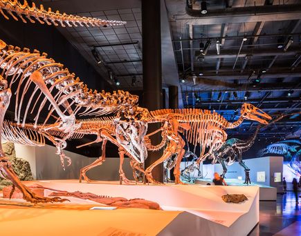  Houston Museum of Natural Science Hall of Paleontology