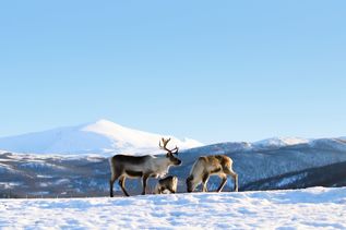 Elch im Schnee in Nordnorwegen