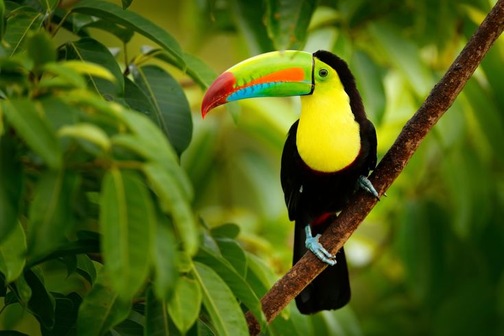Toucan Vogel sitzt auf einem Ast