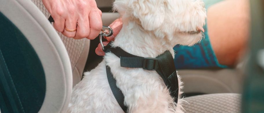 gut gesichert - Hund im Auto