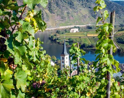 Wanderurlaub und Weinrouten Urlaub Deutschland Weinreben an der Moselschleife bei Bremm
