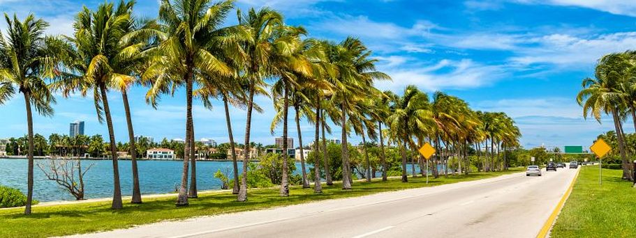 Florida Palm Trees Miami Beach