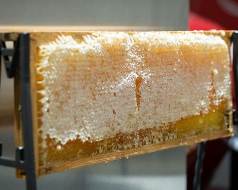 Ciutadella Barcelona-2