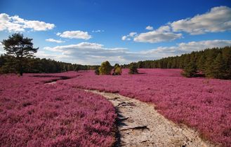 Lueneburger Heide